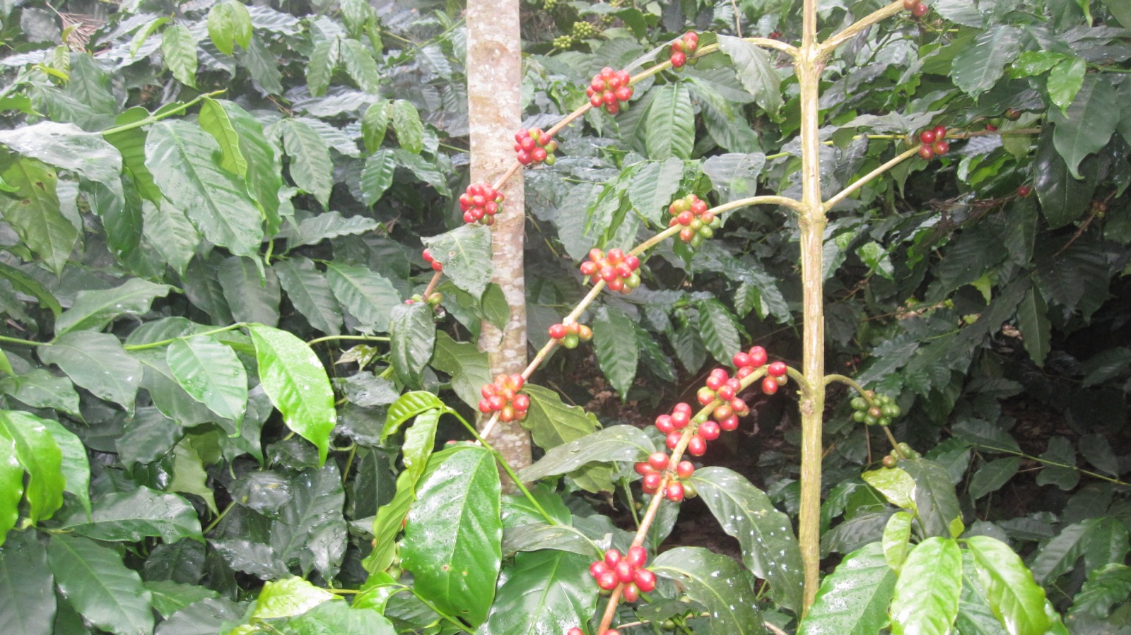 Bunch of ripe coffee cherries