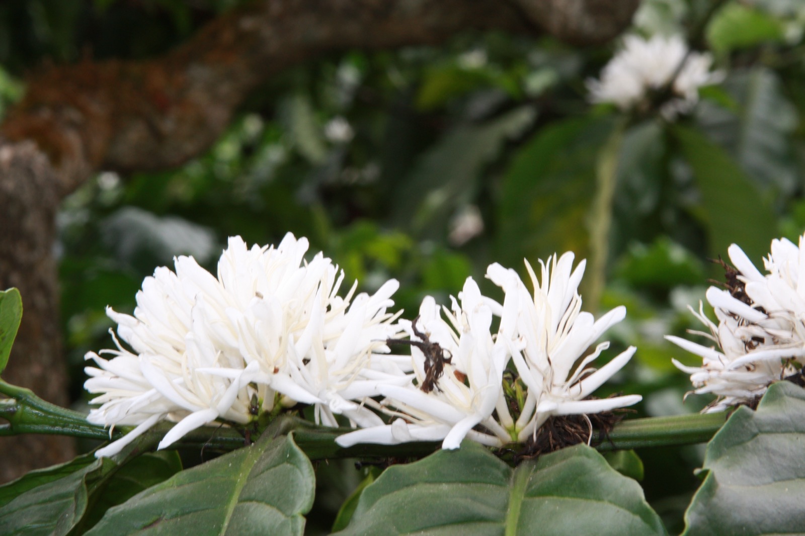 White coffee blossoms on the plant
