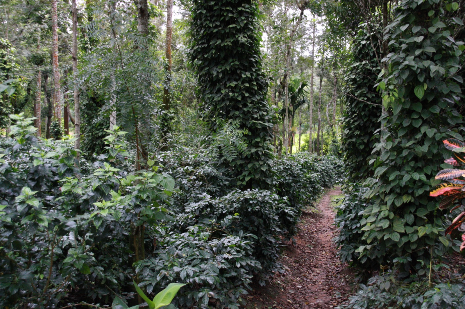 View of the shade-grown coffee estate in the Western Ghats