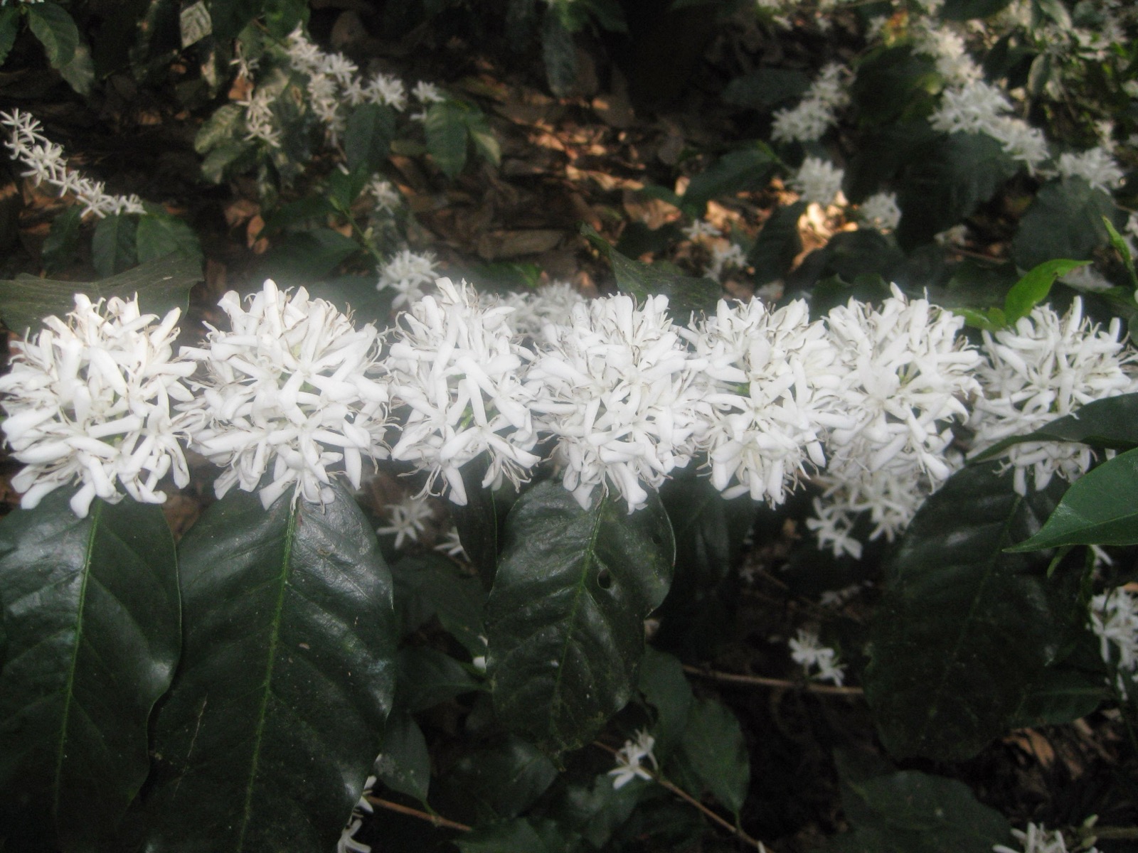 Coffee flowers in bloom