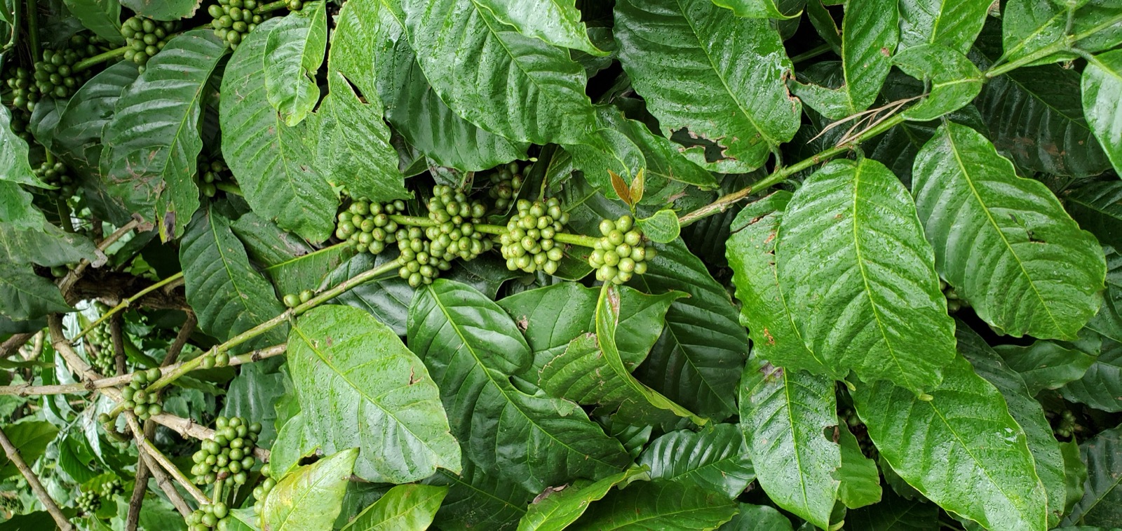 Green coffee cherries ripening on the branch
