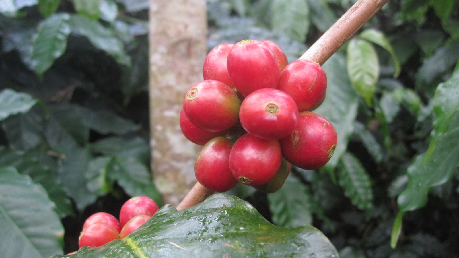 Ripe red coffee cherries ready for harvest