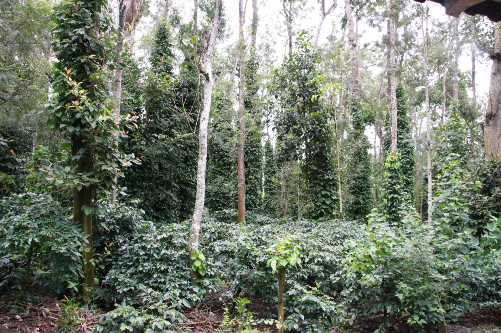 Misty forest canopy over a shade-grown coffee estate in the Western Ghats
