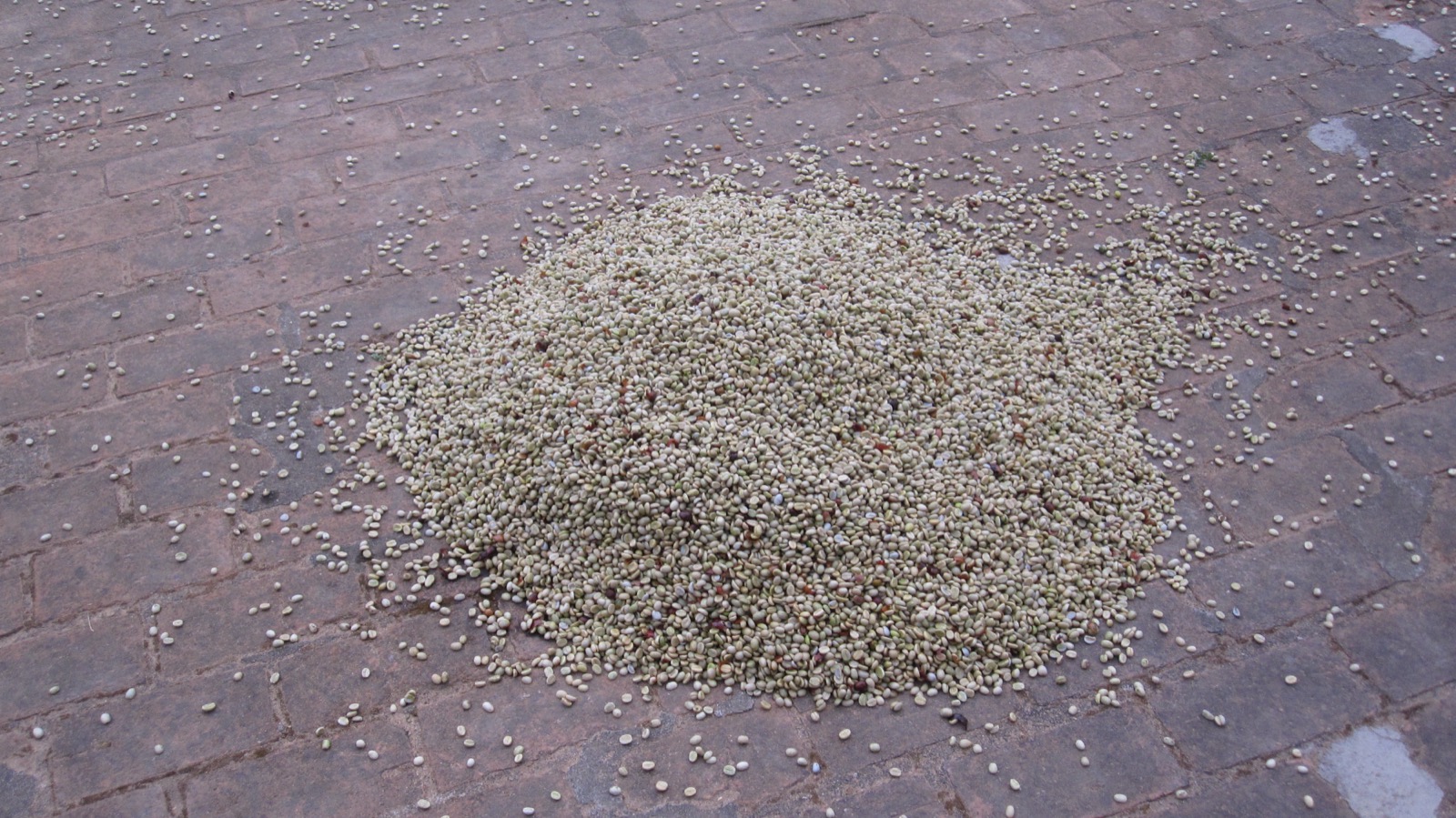 Coffee beans sun-drying on the estate floor